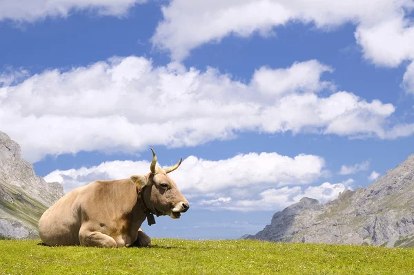 Vaca de Tudanca . — Foto de Stock