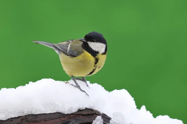 Gran teta en la nieve . — Foto de Stock