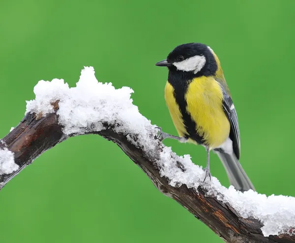 Kohlmeise im Schnee. — Stockfoto