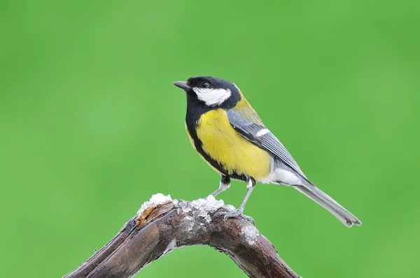 Great tit in the winter. — Stock Photo, Image