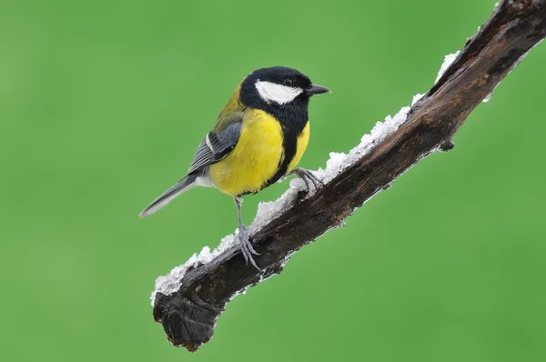 Great tit in the winter. — Stock Photo, Image