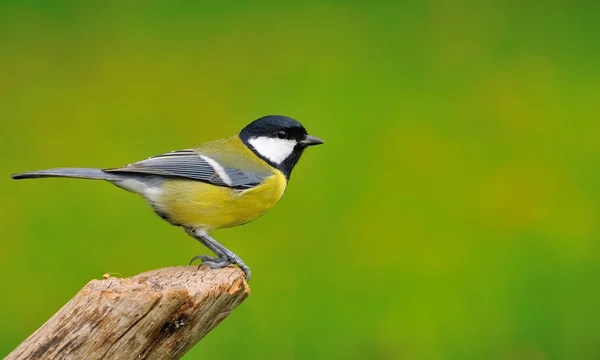 Great tit in garden. — Stock Photo, Image
