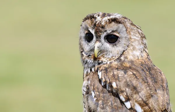 Puštík, strix aluco. — Stock fotografie