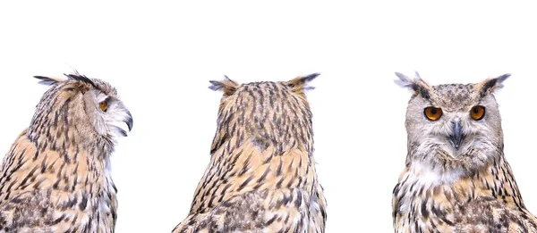 Isolated eagle Owl. — Stock Photo, Image