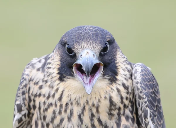 Wanderfalke. — Stockfoto