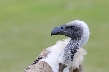 Afrikalı beyaz yedeklenmiş akbaba.