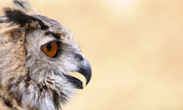 Eagle owl. — Stock fotografie