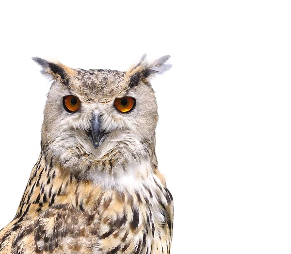 Isolated eagle Owl. — Stock Photo, Image
