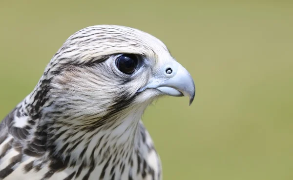 Saker falcon, Falco cherrug. — Stock Photo, Image