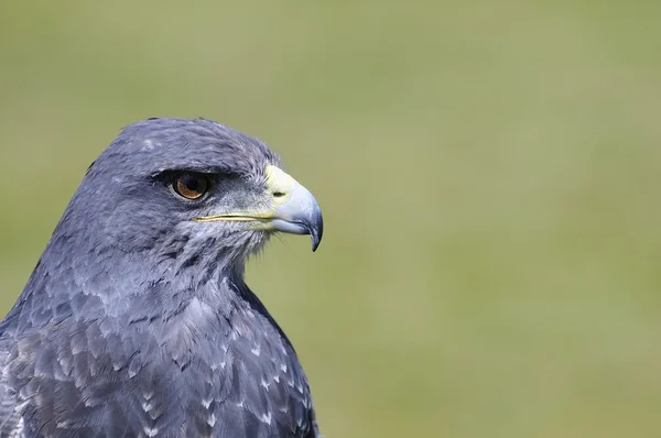 Black-Chested Buzzard-Eagle. — Stock Photo, Image