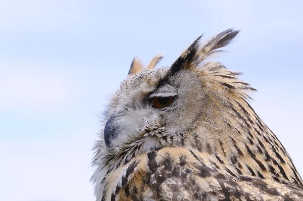 Eagle Owl. — Stock Photo, Image