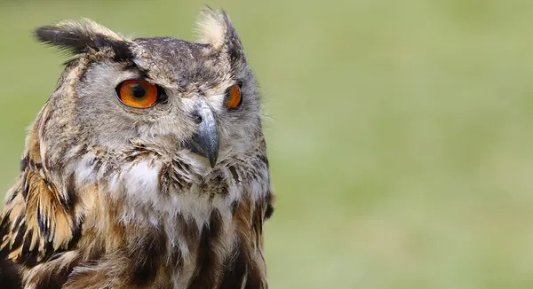 Kartal baykuş. — Stok fotoğraf