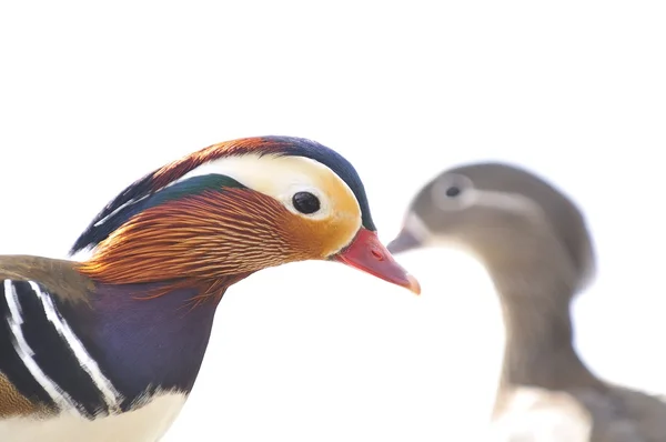 Mandarijneend, aix galericulata. — Stockfoto