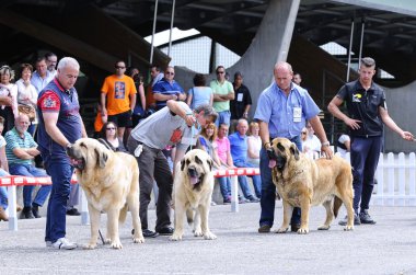 İspanyol mastiff.