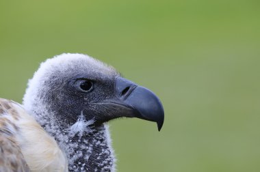 Afrikalı beyaz yedeklenmiş akbaba.