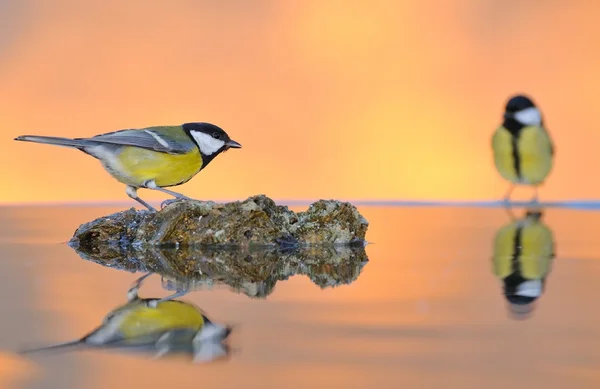 Great tit in water. — Stock Photo, Image