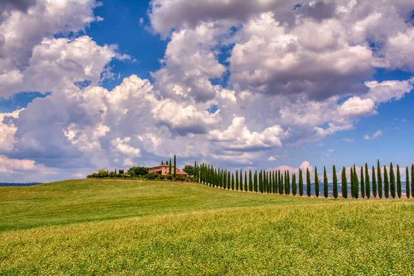 Toscana Olaszország Július 2018 Fák Ciprusok Rét Tipikus Toszkán Ház — Stock Fotó