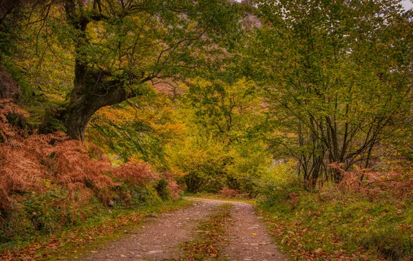 Floresta Outono Caminho Las Foces Del Raigosu Conselho Asturiano Laviana — Fotografia de Stock