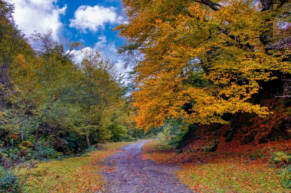 Floresta Outono Caminho Las Foces Del Raigosu Conselho Asturiano Laviana — Fotografia de Stock