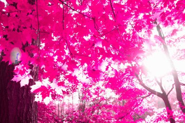 Peri Masalı Ormanı