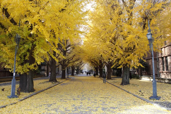 Gingkobaum in der Universität von Tokio Stockbild