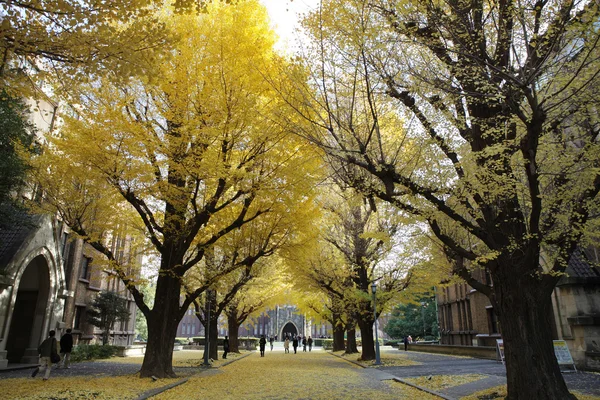 东京大学的银杏树 免版税图库图片