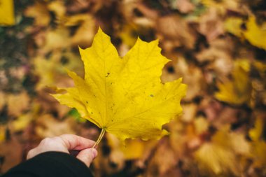 Sonbahar yaprakları. Yerde altın ve kırmızı yapraklar, ayakkabılar ve eller. İmza için bir yeri olan sonbahar arkaplanı. Doğanın güzelliği. Solma ve yeniden doğuş kavramı.
