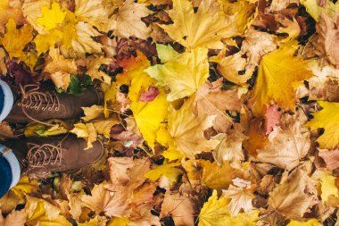 Sonbahar yaprakları. Yerde altın ve kırmızı yapraklar, ayakkabılar ve eller. İmza için bir yeri olan sonbahar arkaplanı. Doğanın güzelliği. Solma ve yeniden doğuş kavramı.