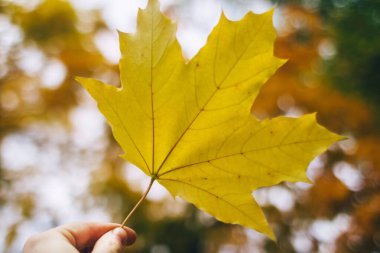 Sonbahar yaprakları. Yerde altın ve kırmızı yapraklar, ayakkabılar ve eller. İmza için bir yeri olan sonbahar arkaplanı. Doğanın güzelliği. Solma ve yeniden doğuş kavramı.