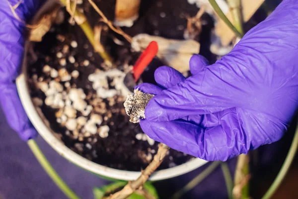 Pot with a flower covered with mold. High humidity in the soil of a home plant. Close-up of white spores of the fungus. Too much water and improper watering of the plants. Pieces of mold and mildew