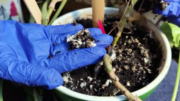 곰팡이로 뒤덮인 곁들인 가정용 식물의 토양에는 습도가 포자의 사진입니다 식물에 — 비디오