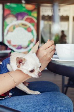 Sahibinin kucağında oturan küçük bir chihuahua 'nın yakın çekimi. Kız bir kafede oturuyor. Masanın üzerinde bir kek ve kahve var. Dizlerindeki evcil hayvan köpekler için güzel bir elbise giyiyor..