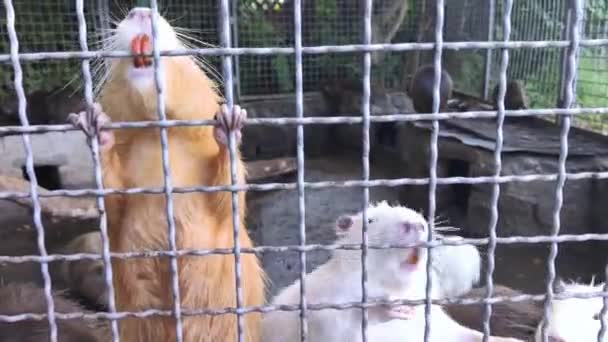 Close Nutria Zoo View Cage Many Big Rat Animals Yellow — Stock Video