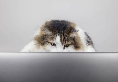 Kavram. Kedi bilgisayarın başında. Kedi yavrusu haberleri izliyor ve tepki veriyor. Uzaktan çalışma ve serbest çalışma. Haber, iş ya da iş izlemekten duyulan duygular. Yakın plan.