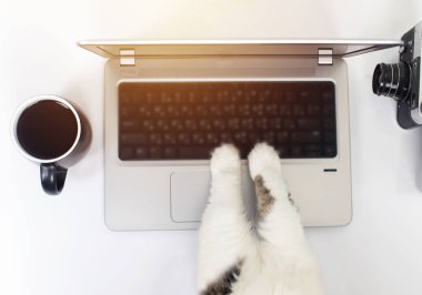 Kavram. Kedi bilgisayarın başında. Kedi yavrusu haberleri izliyor ve tepki veriyor. Uzaktan çalışma ve serbest çalışma. Haber, iş ya da iş izlemekten duyulan duygular. Yakın plan.