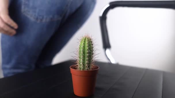 Concept Een Man Houdt Een Cactus Vast Als Symbool Van — Stockvideo