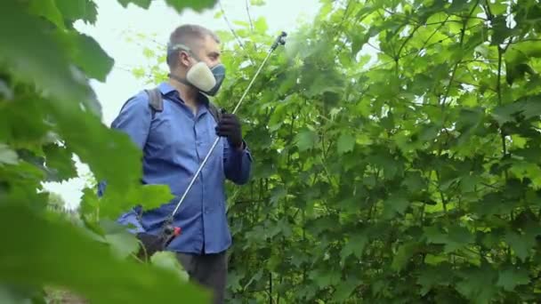 Farmer Protective Mask Sprays Grapes Control Diseases Fruit Trees Insecticides — Stock Video