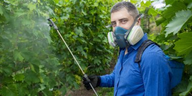 Farmer in a protective mask sprays grapes. Control of diseases of fruit trees. Insecticides and pesticides in farming. Harvest protection. Manual sprayer. Mildew, oidium, anthracnose