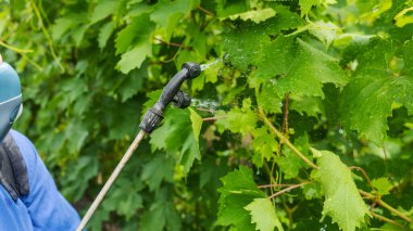 Koruyucu maskeli çiftçi üzüm sıkıyor. Meyve ağaçlarının hastalıklarının kontrolü. Çiftçilikte böcek ilaçları ve böcek ilaçları. Hasat koruması. Elle püskürtücü. Küf, oidium, antrakburun.