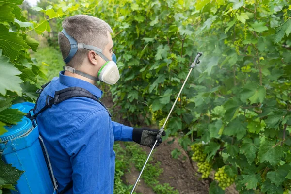 Farmer in a protective mask sprays grapes. Control of diseases of fruit trees. Insecticides and pesticides in farming. Harvest protection. Manual sprayer. Mildew, oidium, anthracnose