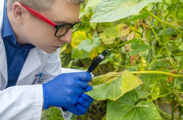 Plant Disease Agronomist Junior Agricultural Scientists Research Greenhouse Plants Look — Foto de Stock