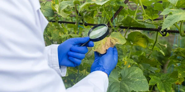 Plant disease agronomist. Junior agricultural scientists research greenhouse plants and look for a way to control pests. Yellowed leaf. Scientist in white coat. Diseases of agricultural plants