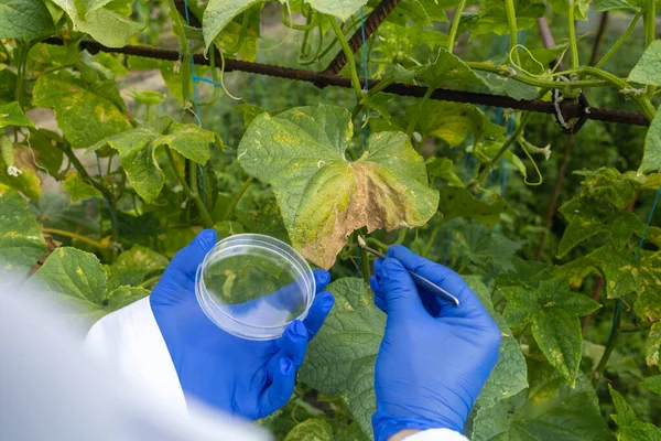 Plant disease agronomist. Junior agricultural scientists research greenhouse plants and look for a way to control pests. Yellowed leaf. Scientist in white coat. Diseases of agricultural plants