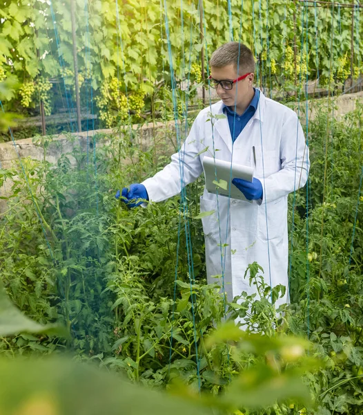 Plant Disease Agronomist Junior Agricultural Scientists Research Greenhouse Plants Look — Foto de Stock