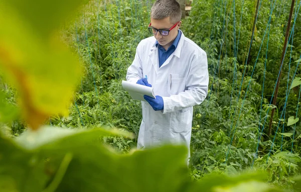 Plant Disease Agronomist Junior Agricultural Scientists Research Greenhouse Plants Look — Foto de Stock