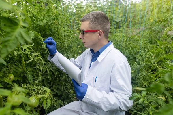 Plant disease agronomist. Junior agricultural scientists research greenhouse plants and look for a way to control pests. Yellowed leaf. Scientist in white coat. Diseases of agricultural plants