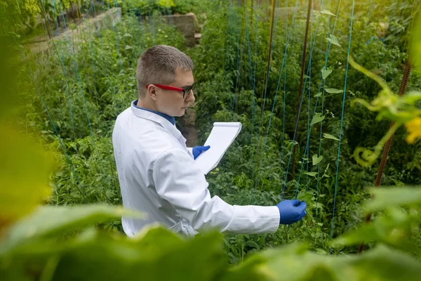 Plant Disease Agronomist Junior Agricultural Scientists Research Greenhouse Plants Look — Foto de Stock
