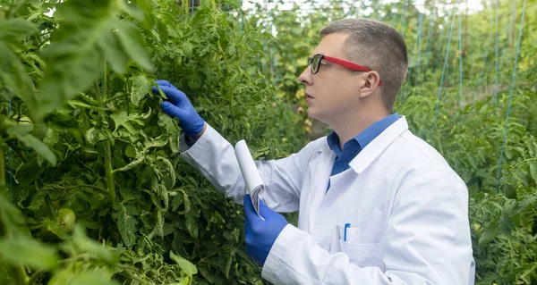 Plant Disease Agronomist Junior Agricultural Scientists Research Greenhouse Plants Look — 图库照片