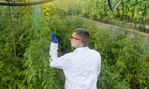 Plant Disease Agronomist Junior Agricultural Scientists Research Greenhouse Plants Look — Foto de Stock