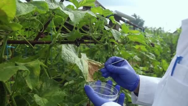 Plant Disease Agronomist Junior Agricultural Scientists Research Greenhouse Plants Look — Vídeo de stock